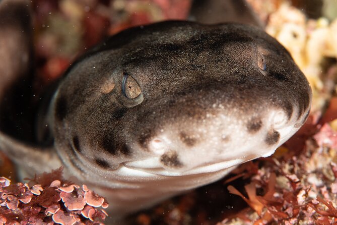 Rottnest Island Boat Dive Day Trip including Lunch - A full day aboard Blue Destiny
