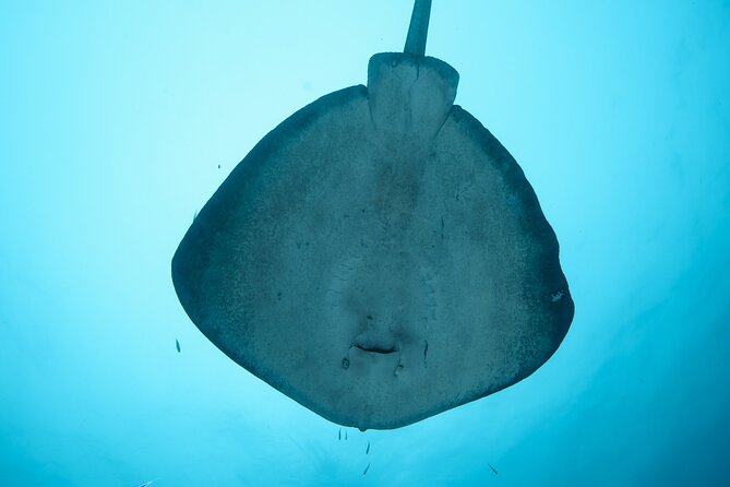 Rottnest Island Boat Dive Day Trip including Lunch - Lunch, tea, and practical comfort