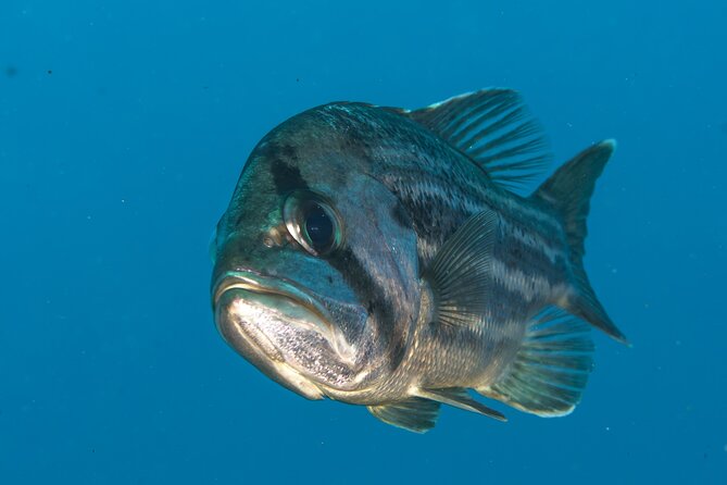 Rottnest Island Boat Dive Day Trip including Lunch - Who will get the most from this outing