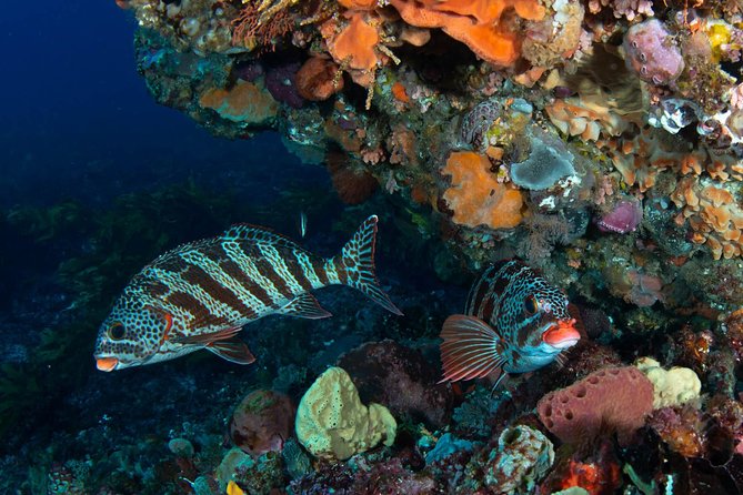 Rottnest Island scuba dive tour - A full day from Fremantle to Rottnest Island