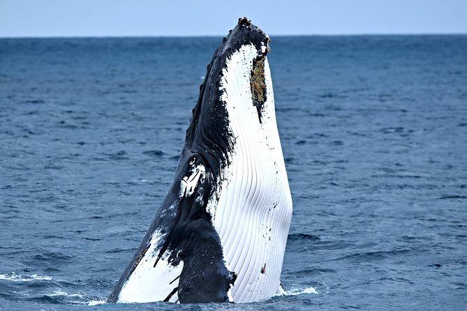 Rottnest Island scuba dive tour - Crew support and optional personal guidance