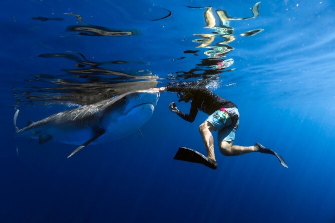 Safe and Educational Shark Dive from Haleiwa: Sharks Guaranteed - Key points to know before you book
