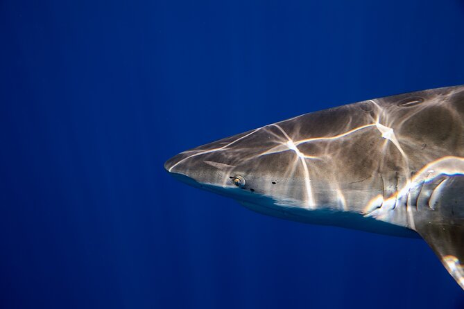 Safe and Educational Shark Dive from Haleiwa: Sharks Guaranteed - Entering the water with a safety line