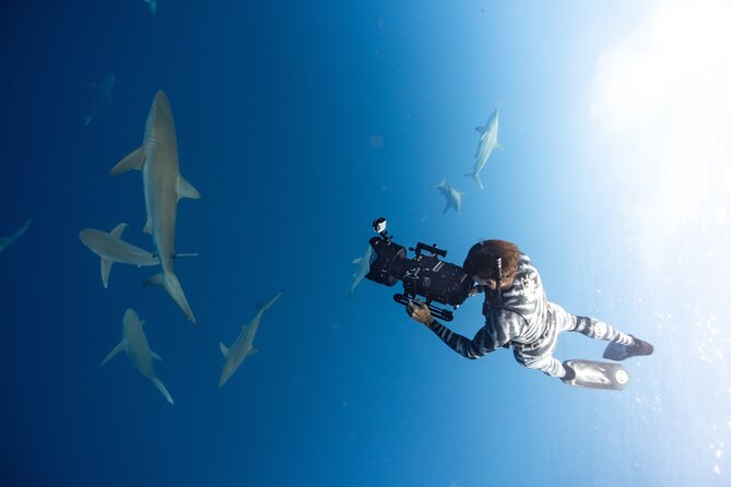 Safe and Educational Shark Dive from Haleiwa: Sharks Guaranteed - What the sharks and other wildlife add