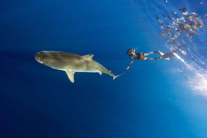 Safe and Educational Shark Dive from Haleiwa: Sharks Guaranteed - Open water, no cage, and what that means