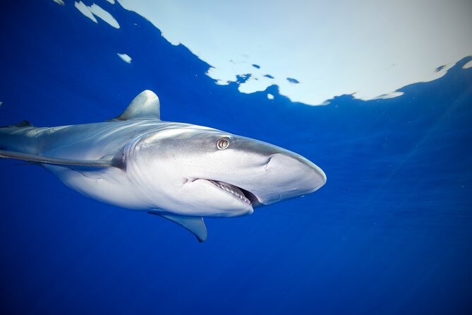 Safe and Educational Shark Dive from Haleiwa: Sharks Guaranteed - Safety and the crew’s teaching style