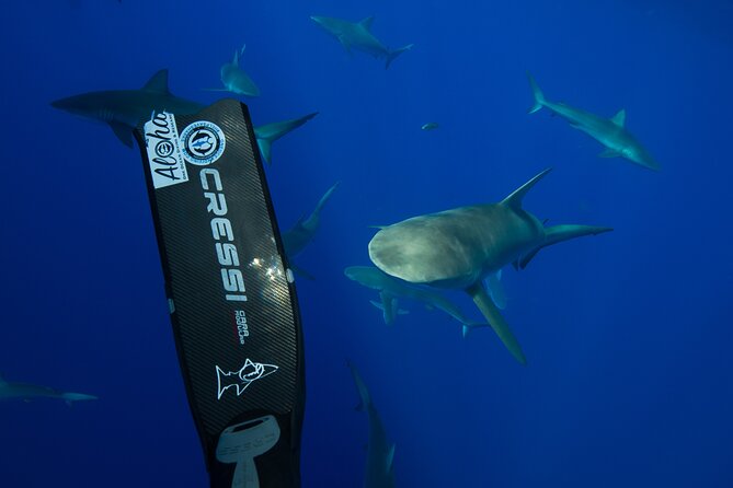 Safe and Educational Shark Dive from Haleiwa: Sharks Guaranteed - Photos, videos, and the real value of the price