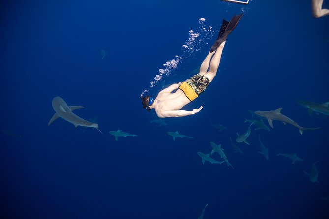Safe and Educational Shark Dive from Haleiwa: Sharks Guaranteed - Meeting at Haleiwa Commercial Loading Dock
