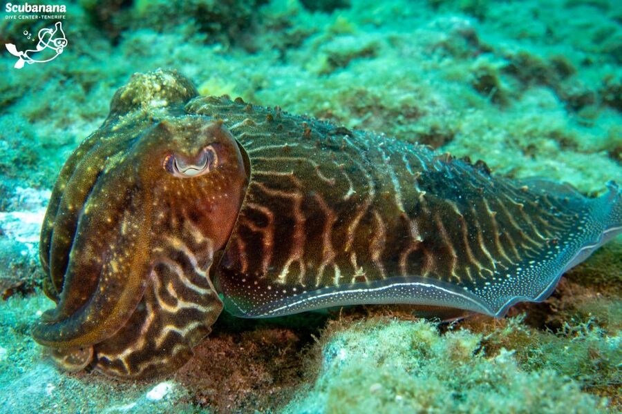 Santa Cruz de Tenerife: PADI Introductory Dive - Should You Book This Radazul Scuba Session?