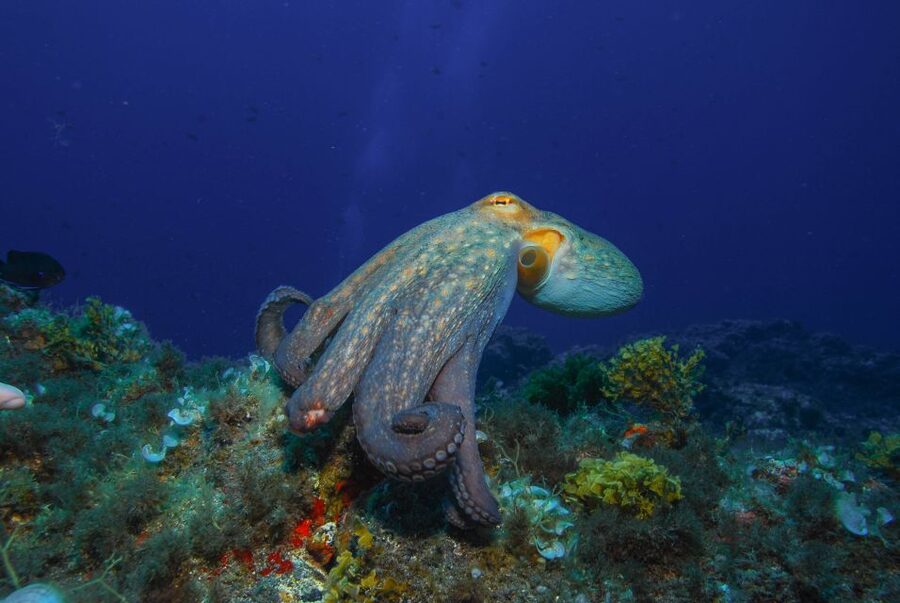 Santa Cruz de Tenerife: PADI Introductory Dive - What Happens During the 30-Minute Briefing