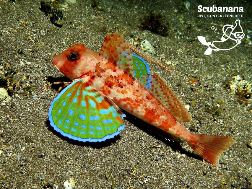 Santa Cruz de Tenerife: PADI Introductory Dive - Fish Watching With a Respectful Distance