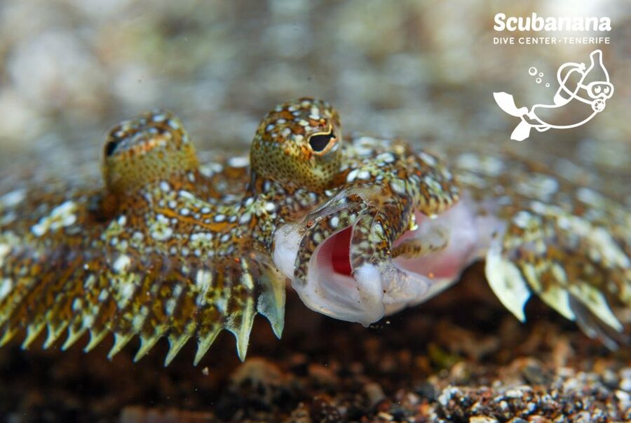 Santa Cruz de Tenerife: PADI Introductory Dive - What the $152 Price Covers