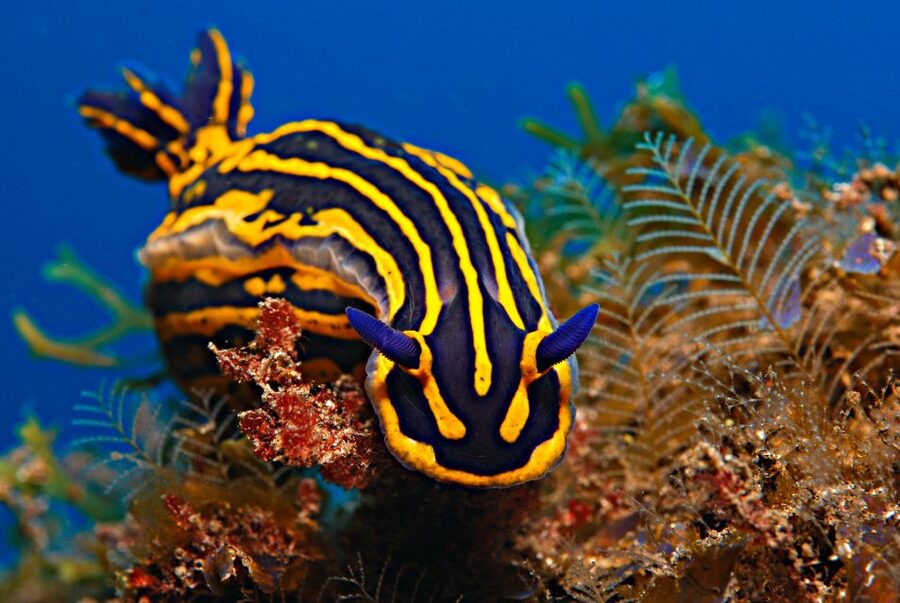 Santa Cruz de Tenerife: PADI Introductory Dive - What to Bring and How to Prepare