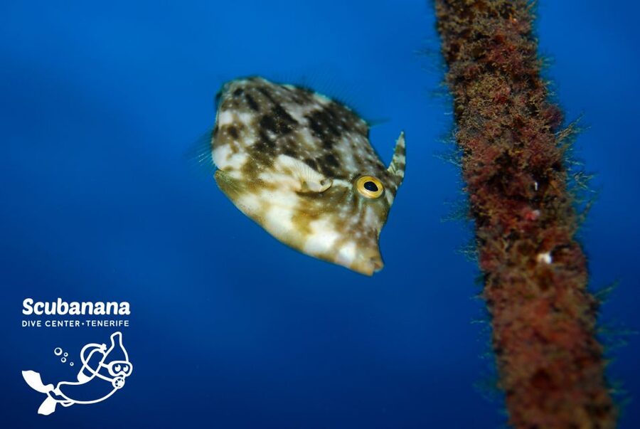 Santa Cruz de Tenerife: PADI Introductory Dive - Who Will Enjoy This Most
