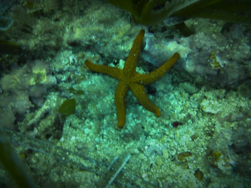 Santa Pola: 3-Hour Scuba Diving near Tabarca - Key points to know before booking