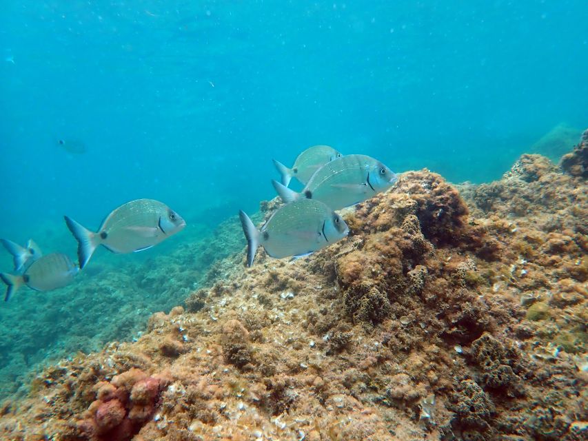Santa Pola: 3-Hour Scuba Diving near Tabarca - Starting at Scuba Elx beside Burger King