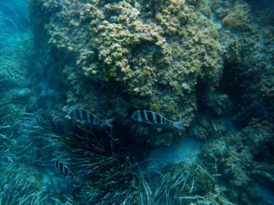 Santa Pola: 3-Hour Scuba Diving near Tabarca