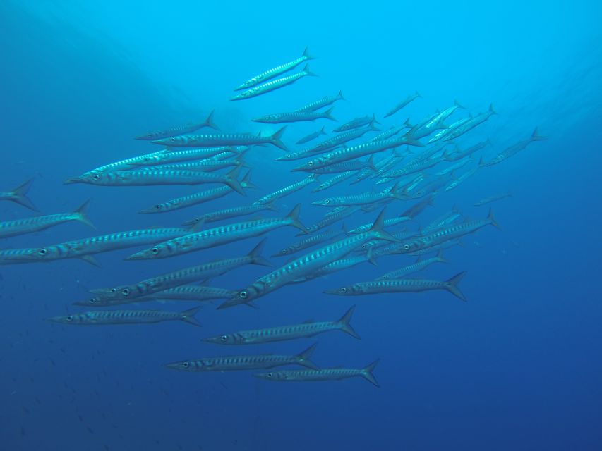 Santorini: Scuba Diving Experience for Beginners - Group Size, Timing, and the Pace of the Day