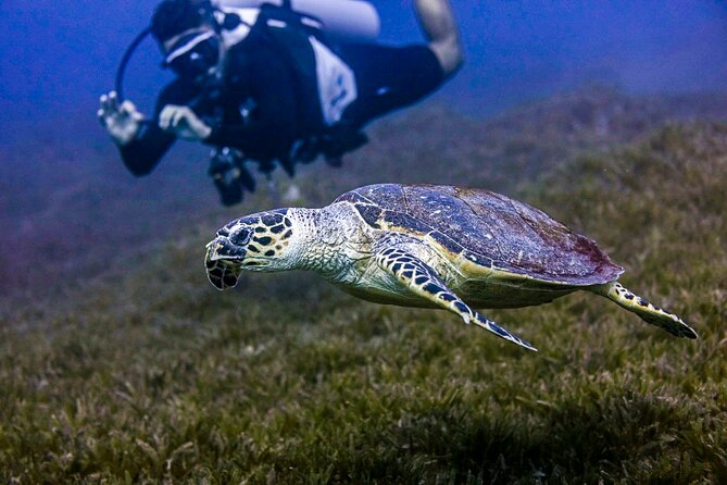 Scuba Dive and Explore Aqaba's Red Sea with a Private Guide - A shallow-water start before the deeper section