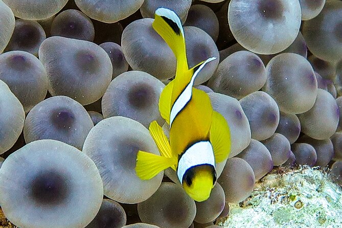 Scuba Dive and Explore Aqaba's Red Sea with a Private Guide - What the $55 price includes in practical terms