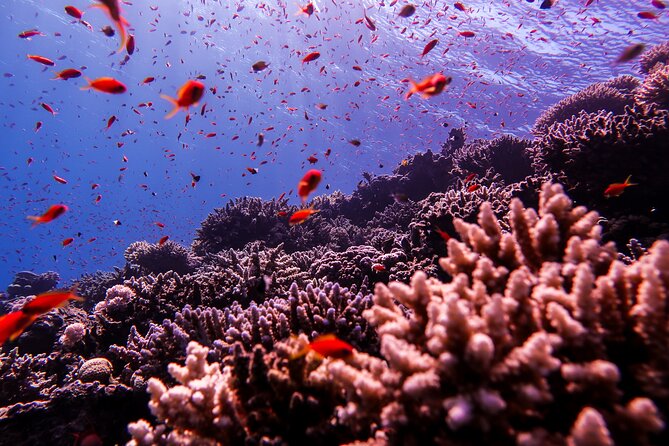 Scuba Dive and Explore Aqaba's Red Sea with a Private Guide - Photos, changing, and the end of the outing