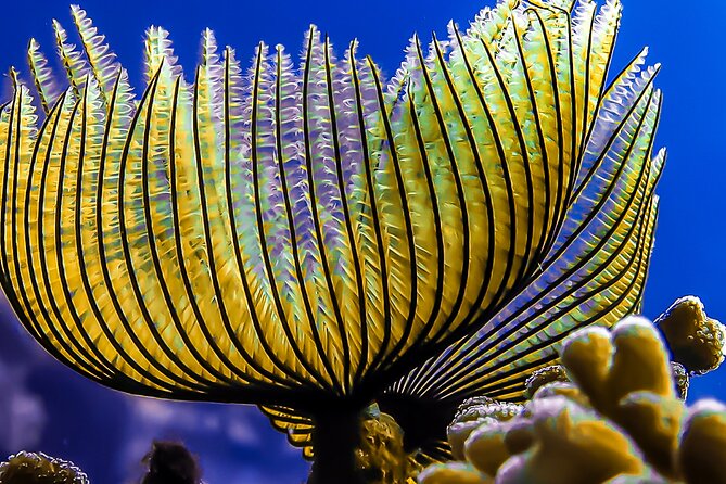 Scuba Dive and Explore Aqaba's Red Sea with a Private Guide - Who will enjoy this Aqaba experience most
