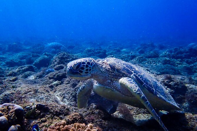 Scuba Dive and Explore Aqaba's Red Sea with a Private Guide - Booking, timing, and cancellation advice