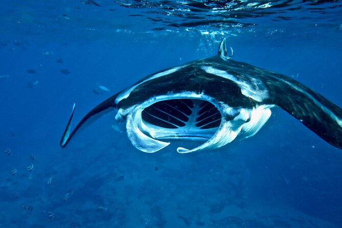 Scuba Dive at Ni’ihau (Forbidden island) - What the $655 price really covers