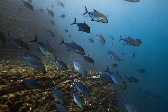 Scuba Dive at Ni’ihau (Forbidden island) - Weather, rerouting, and the 45 percent adjustment