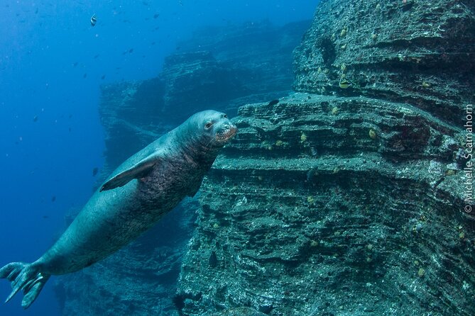 Scuba Dive at Ni’ihau (Forbidden island) - Who should book this Niʻihau scuba trip