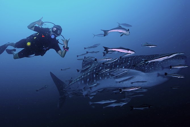 Scuba Dive in Koh Lanta, Thailand - Key points before you book