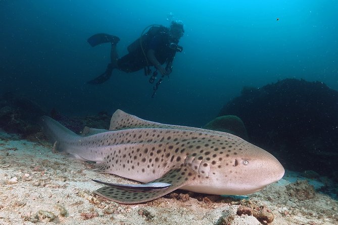 Scuba Dive in Koh Lanta, Thailand - What the Koh Lanta day is really like