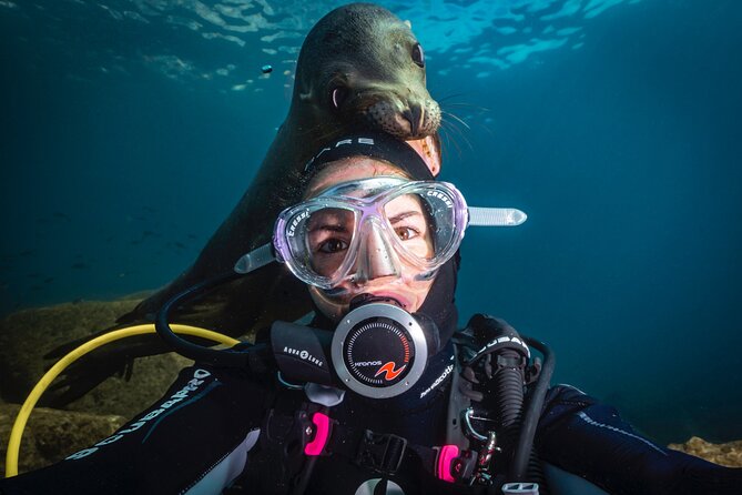 Scuba Dive in La Paz: Sea Lions, Turtles, Fish Schools and Wrecks - Key points to know before booking