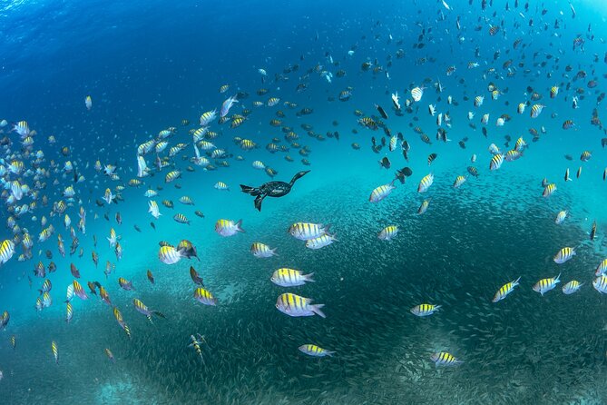 Scuba Dive in La Paz: Sea Lions, Turtles, Fish Schools and Wrecks - Starting at La Paz’s Malecón at 8:30 am