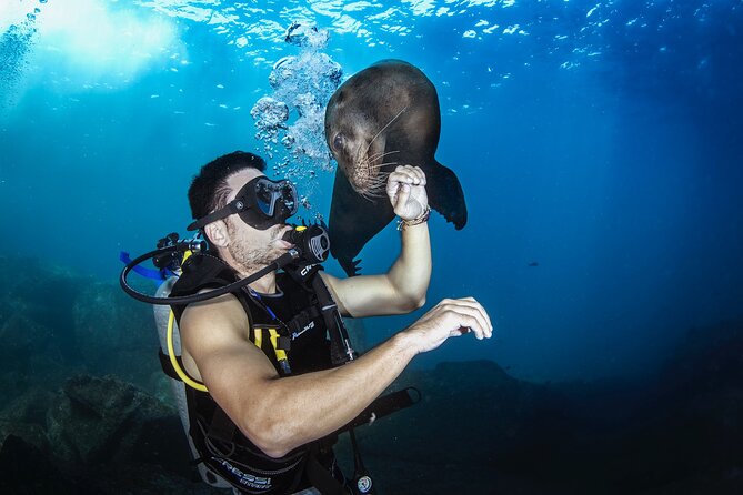 Scuba Dive in La Paz: Sea Lions, Turtles, Fish Schools and Wrecks - Two guided scuba sessions with room to adjust
