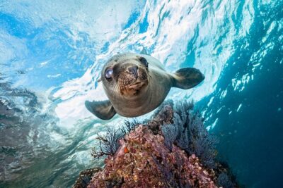 Scuba Dive in La Paz: Sea Lions, Turtles, Fish Schools and Wrecks