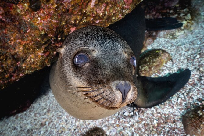 Scuba Dive in La Paz: Sea Lions, Turtles, Fish Schools and Wrecks - Sea lions, turtles, and schools of fish