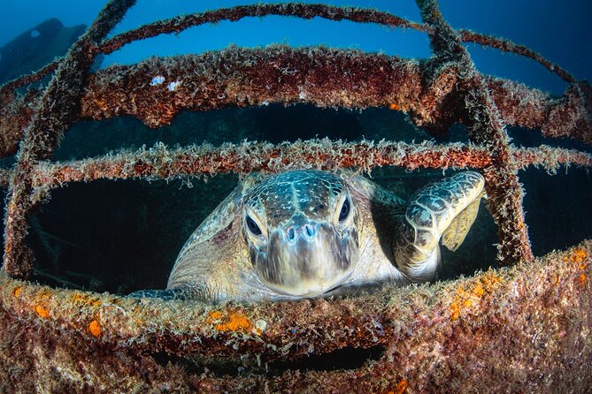 Scuba Dive in La Paz: Sea Lions, Turtles, Fish Schools and Wrecks - Wrecks and rocky reefs add variety