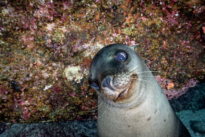 Scuba Dive in La Paz: Sea Lions, Turtles, Fish Schools and Wrecks - A shaded beach lunch between sessions