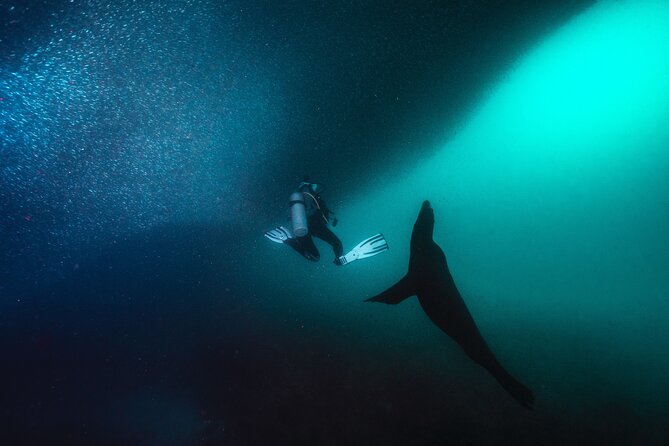 Scuba Dive in La Paz: Sea Lions, Turtles, Fish Schools and Wrecks - Who should book this La Paz outing
