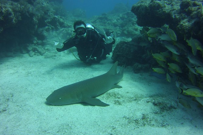 SCUBA Dive Key Largo Reef (min 6 divers) - What you might see below the surface