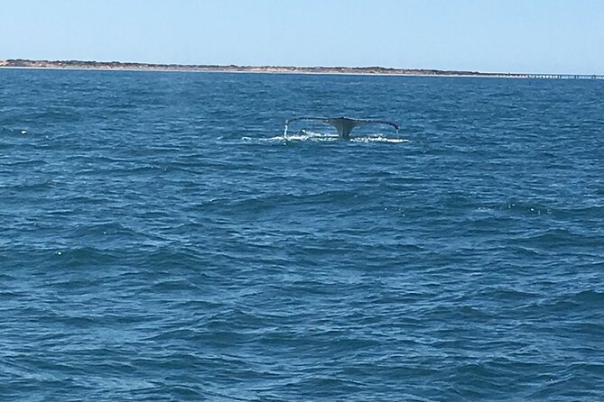 Scuba Dive Ningaloo Reef - Setting out from Exmouth at 8:30 am