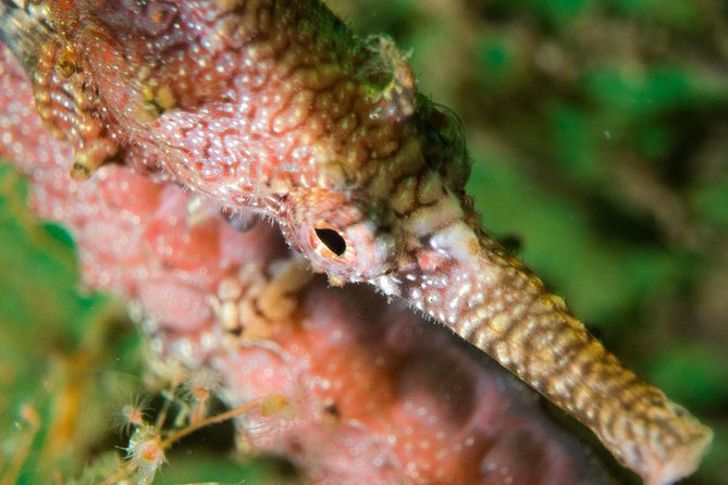 Scuba Dive The Beautiful Rottnest Island for Certified divers - The first underwater session around Rottnest