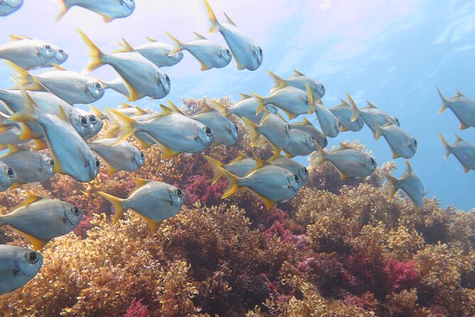Scuba Dive The Beautiful Rottnest Island for Certified divers - Practical planning for your Fremantle morning