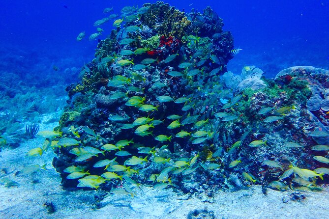 Scuba Diver Certification Course - Classroom Basics Before You Enter the Water