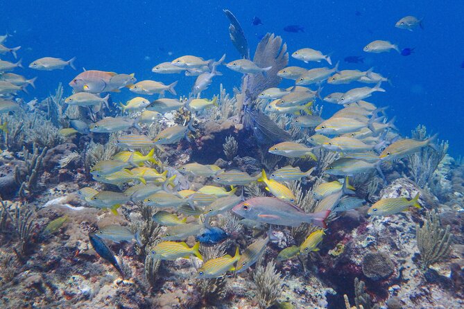 Scuba Diver Certification Course - What This Certification Lets You Do