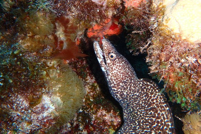 Scuba Diver Certification Course - Instructors and the Feel of the Training