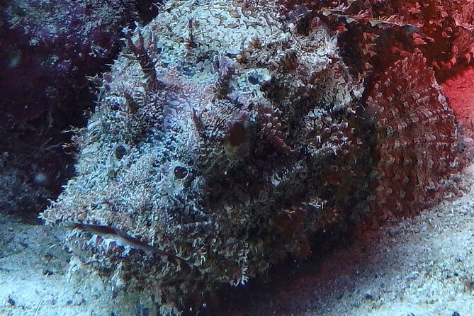 Scuba Diver Certification Course - Marine Life and the Underwater Reward