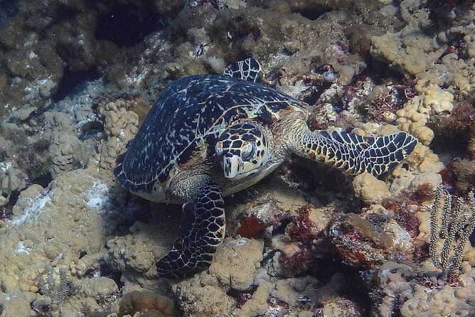 Scuba Diver Certification Course - Is $430 a Fair Price?