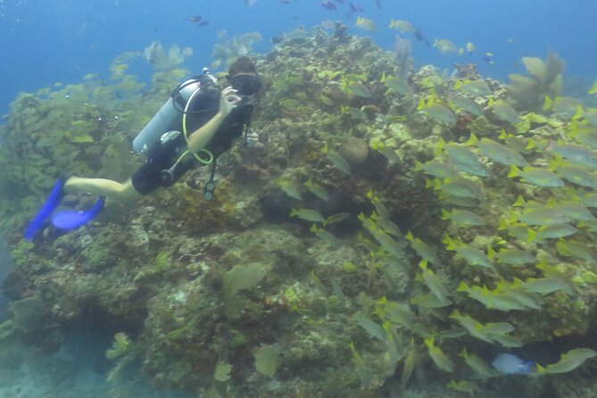Scuba Diving (1st time) in Cancun Beginner's WELCOMED! - MUSA: an easier first subject than open reef